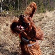 Marika Tiittanen ja punainen irlanninsetteri Bastian