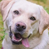 Mika, Maiju ja Bella labradori