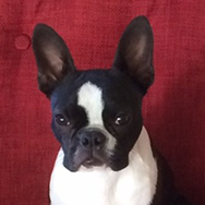 Liisa Tapaninen ja bostoninterrieri Armas