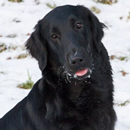 Hillevi Brander ja sileäkarvainen noutaja Romma