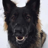 Sari Hilli ja saksanpaimenkoira Quma