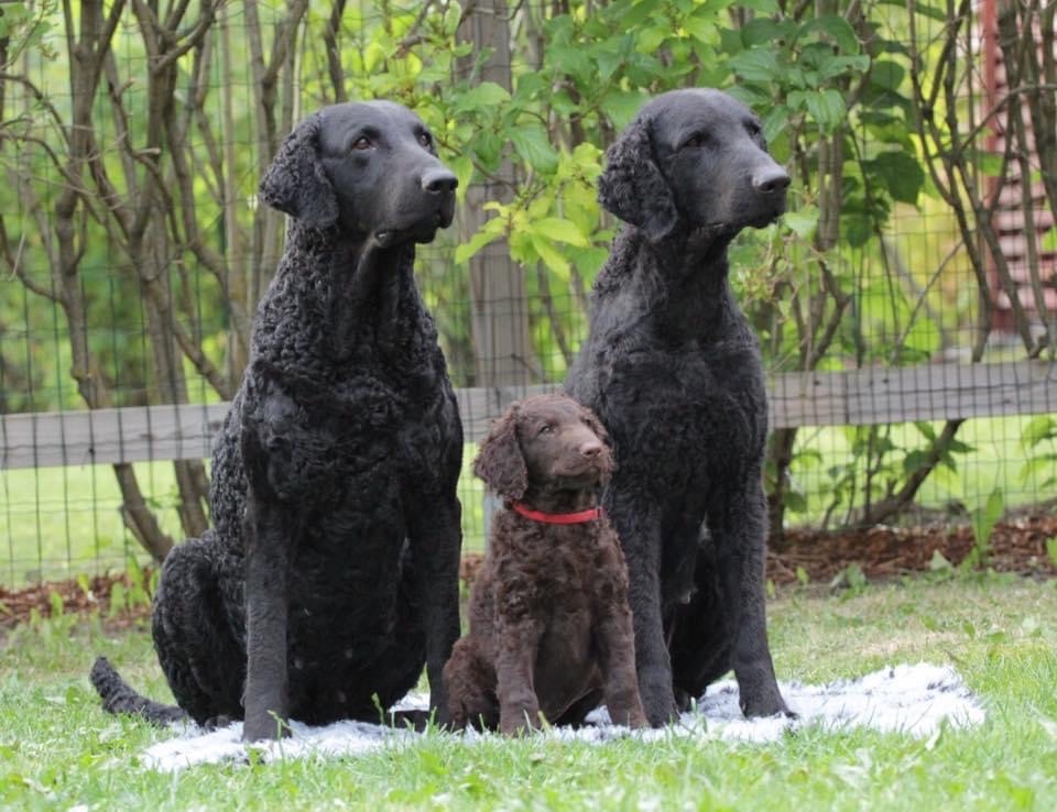 Kolme sukupolvea Bling Bling kiharaa