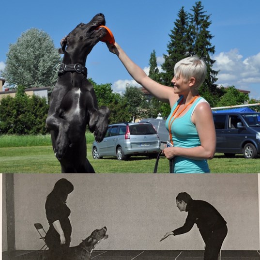 Yläkuvassa rohkeiden ja ihmistä rakastavien kontrollikoirien ryhmän Reino ja Petra, ja alakuvassa kaappaus videolta testitilanteesta (kuva Riika Sarviahon väitöskirjasta).